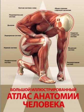Анна Спектор - Большой иллюстрированный атлас анатомии человека (2016)